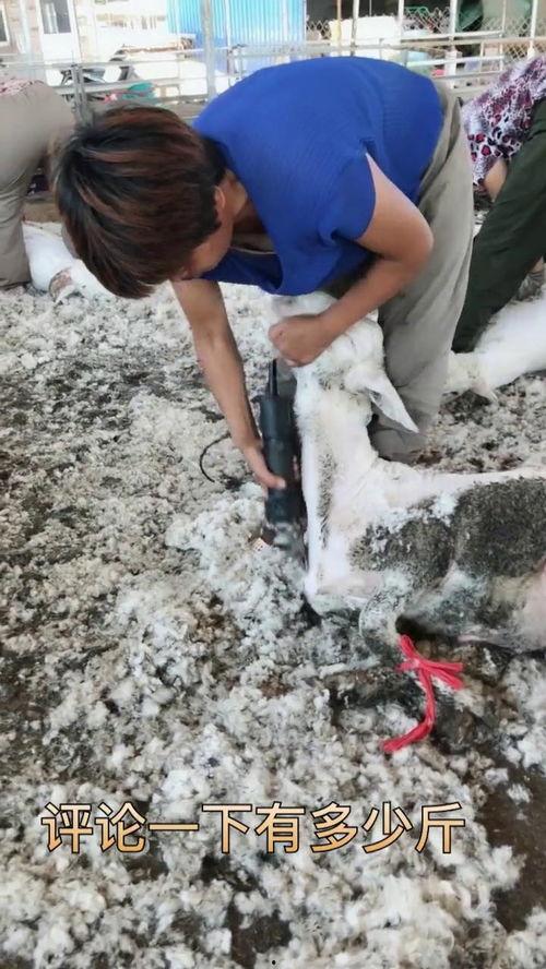 育肥羊爆料视频,揭秘育肥羊幕后爆料视频  第1张